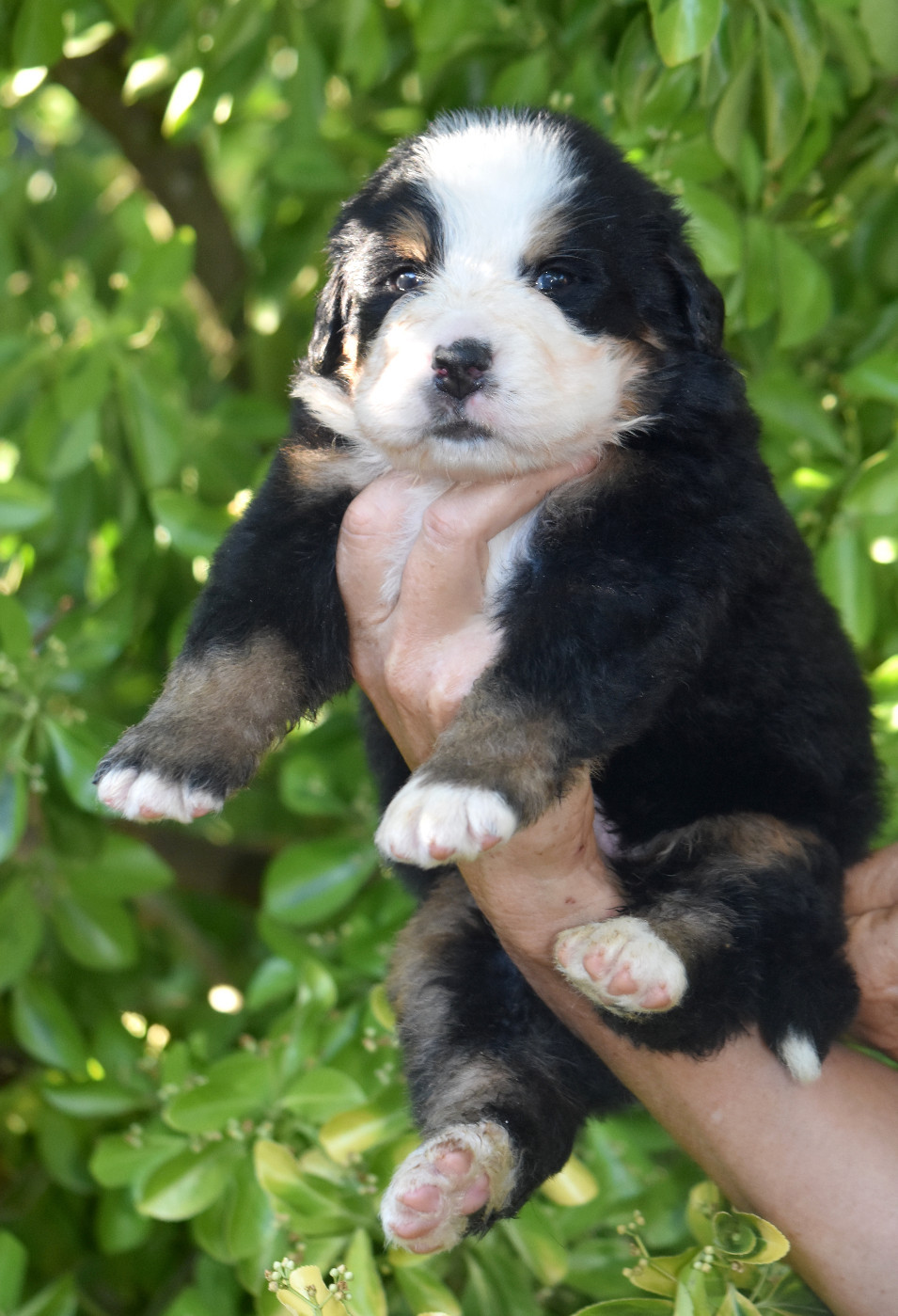 De la Ferme de la Pessoutie - Chiots disponibles - Bouvier Bernois