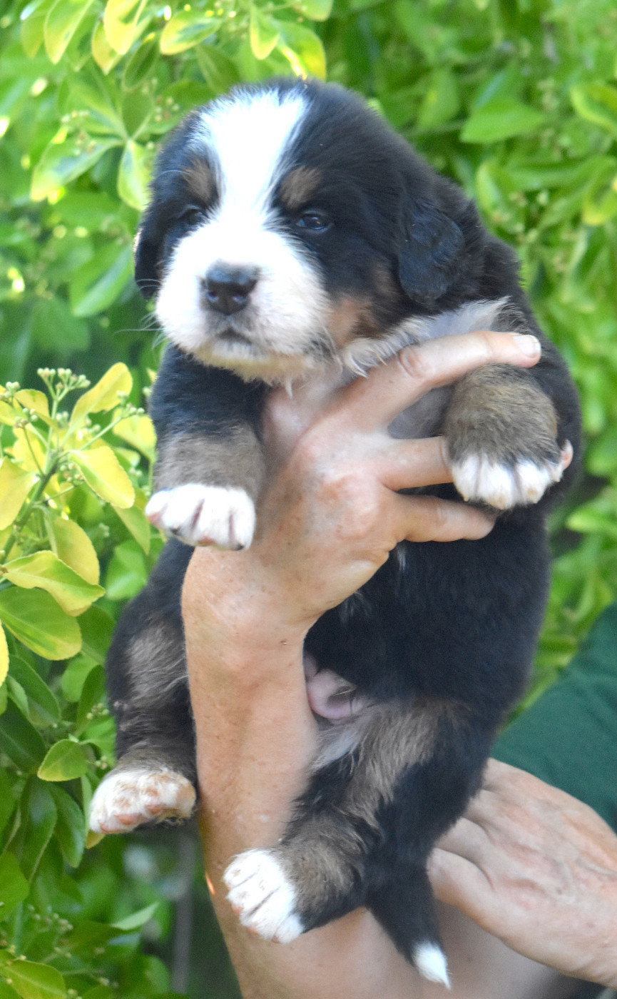 De la Ferme de la Pessoutie - Chiots disponibles - Bouvier Bernois