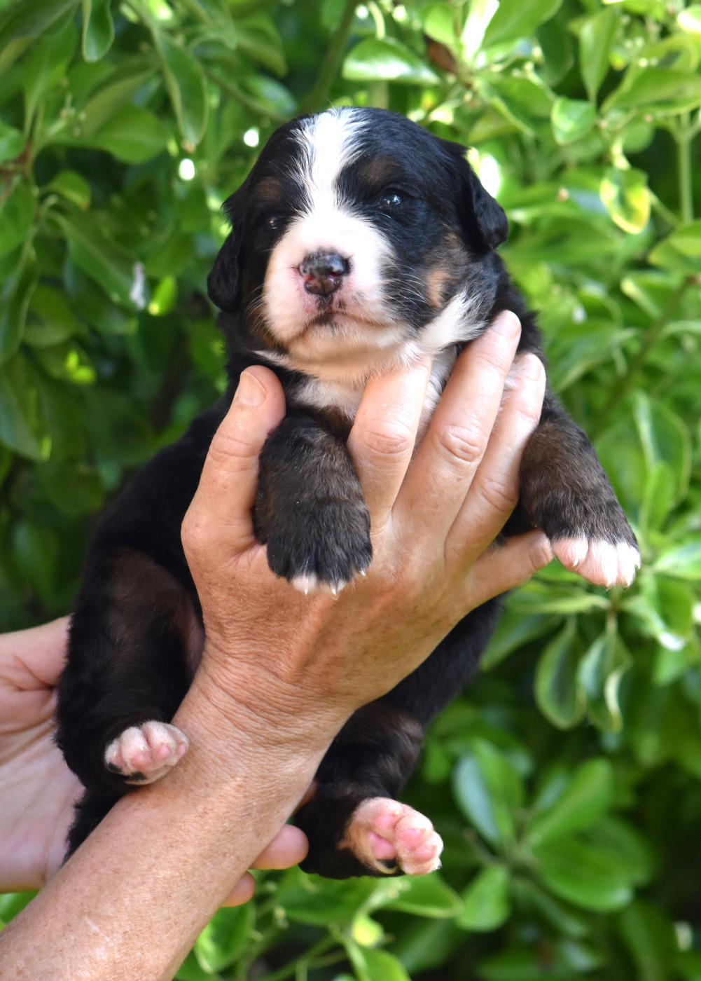 De la Ferme de la Pessoutie - Chiots disponibles - Bouvier Bernois