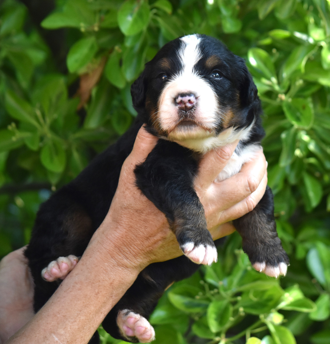 De la Ferme de la Pessoutie - Chiots disponibles - Bouvier Bernois