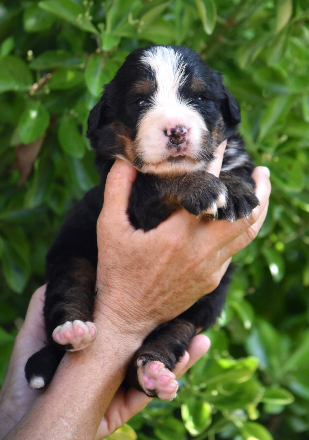 De la Ferme de la Pessoutie - Chiots disponibles - Bouvier Bernois