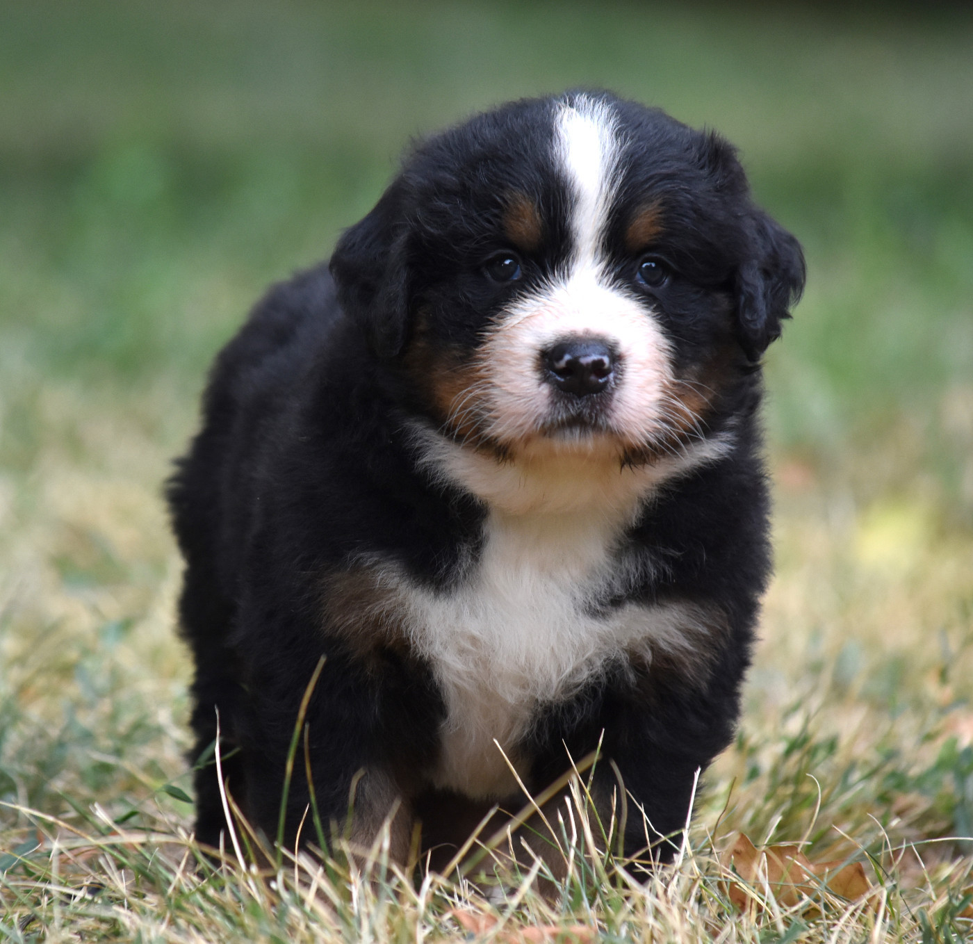 De la Ferme de la Pessoutie - Chiots disponibles - Bouvier Bernois