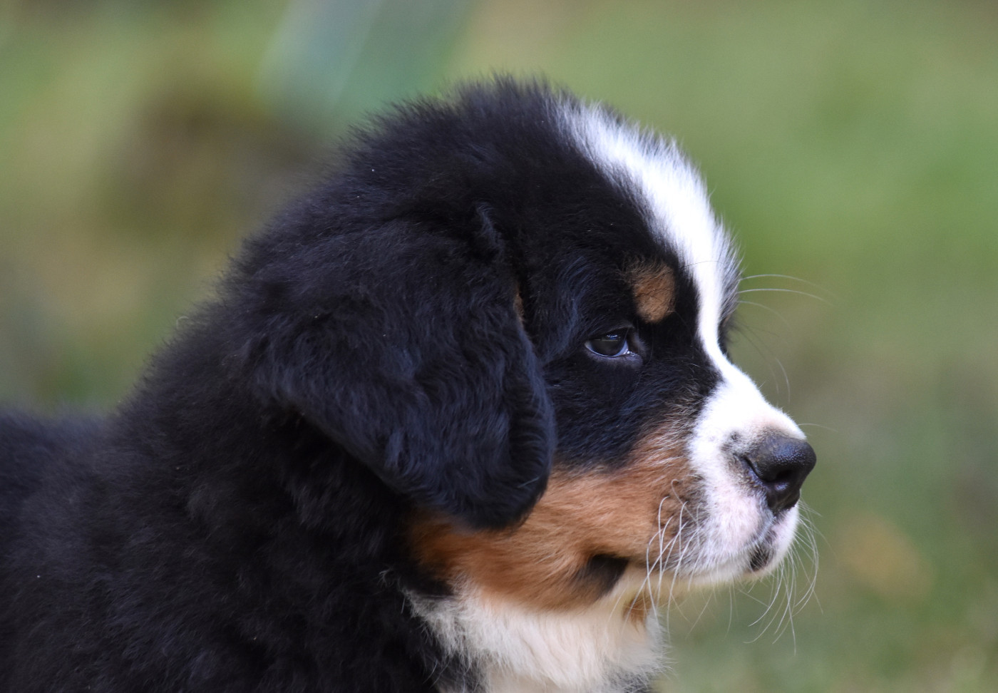 De la Ferme de la Pessoutie - Chiots disponibles - Bouvier Bernois