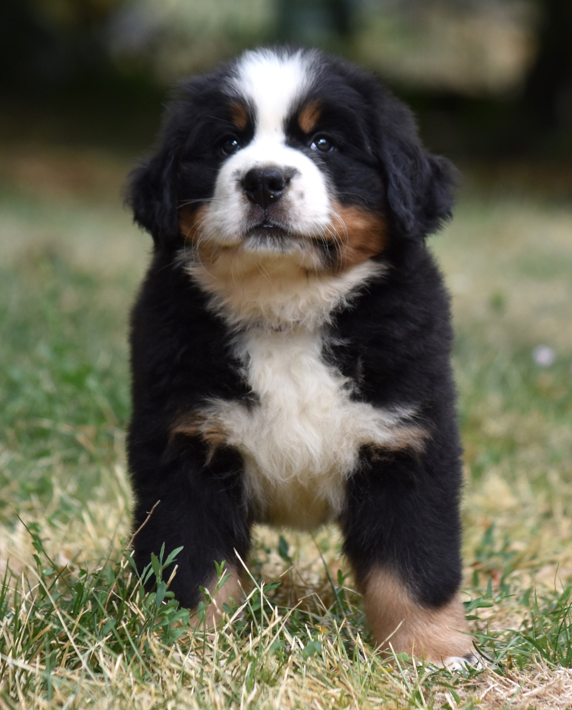 De la Ferme de la Pessoutie - Chiots disponibles - Bouvier Bernois