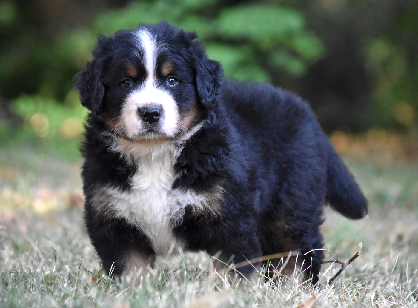 De la Ferme de la Pessoutie - Chiots disponibles - Bouvier Bernois