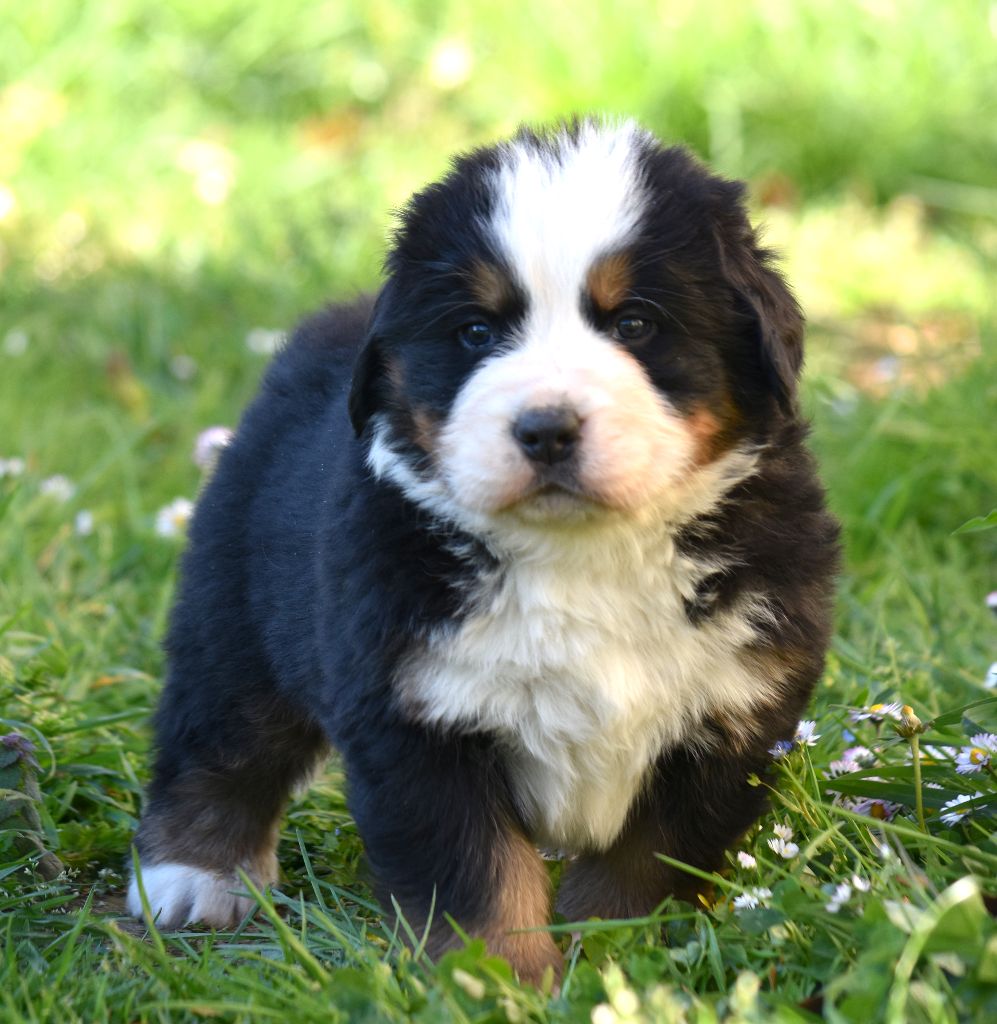 De la Ferme de la Pessoutie - Chiots disponibles - Bouvier Bernois