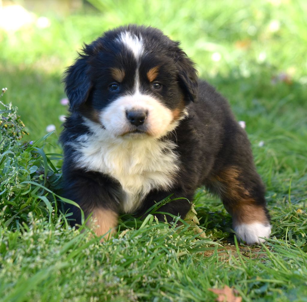 De la Ferme de la Pessoutie - Chiots disponibles - Bouvier Bernois