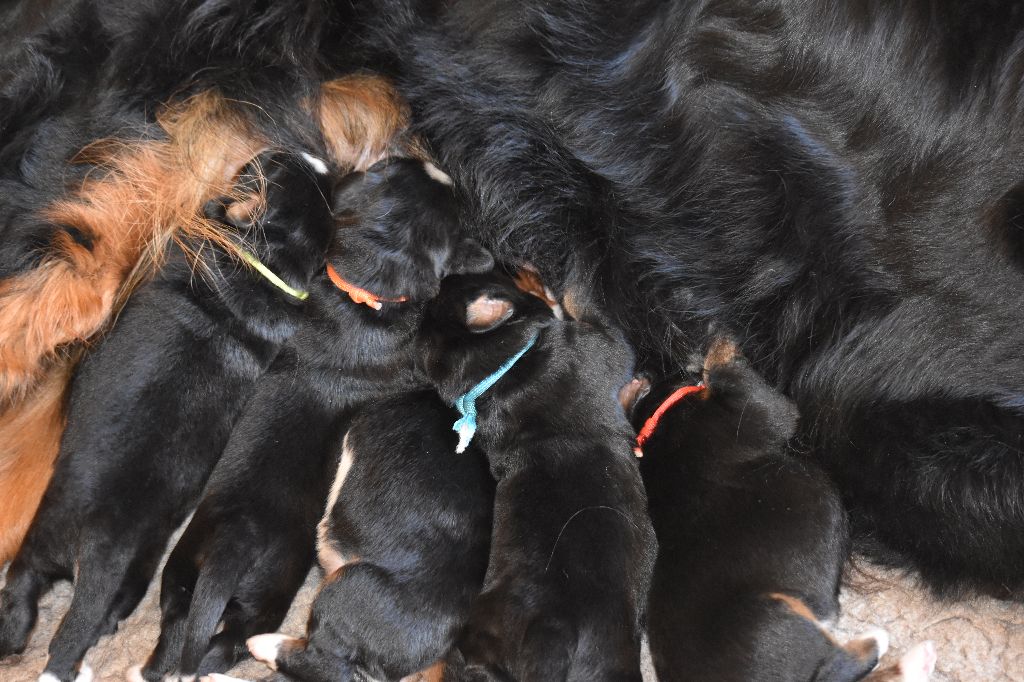 Chiot Bouvier Bernois De la Ferme de la Pessoutie