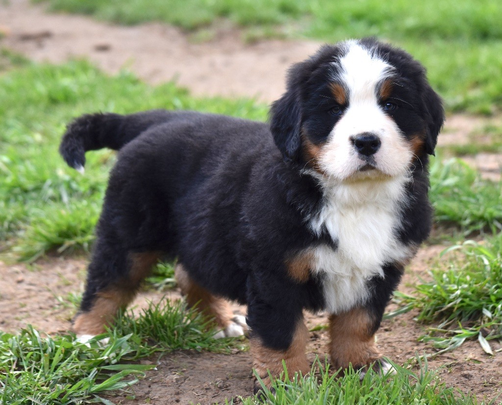 De la Ferme de la Pessoutie - Chiots disponibles - Bouvier Bernois