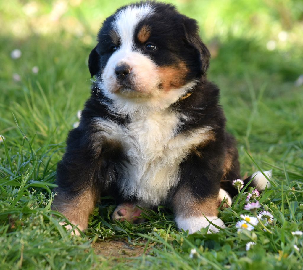 De la Ferme de la Pessoutie - Chiots disponibles - Bouvier Bernois