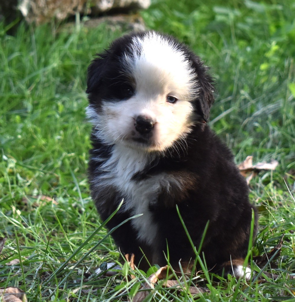 De la Ferme de la Pessoutie - Bouvier Bernois - Portée née le 22/09/2022
