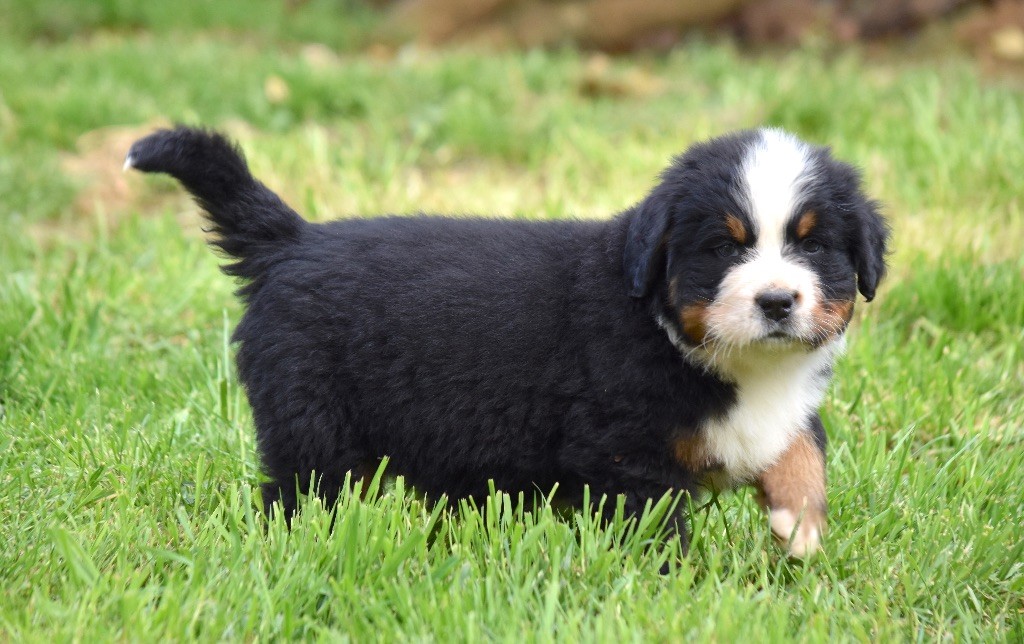 De la Ferme de la Pessoutie - Chiots disponibles - Bouvier Bernois