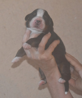 CHIOT collier bleu clair